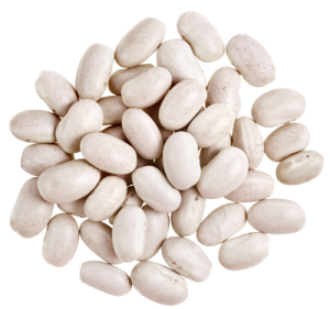Haricot Blanc